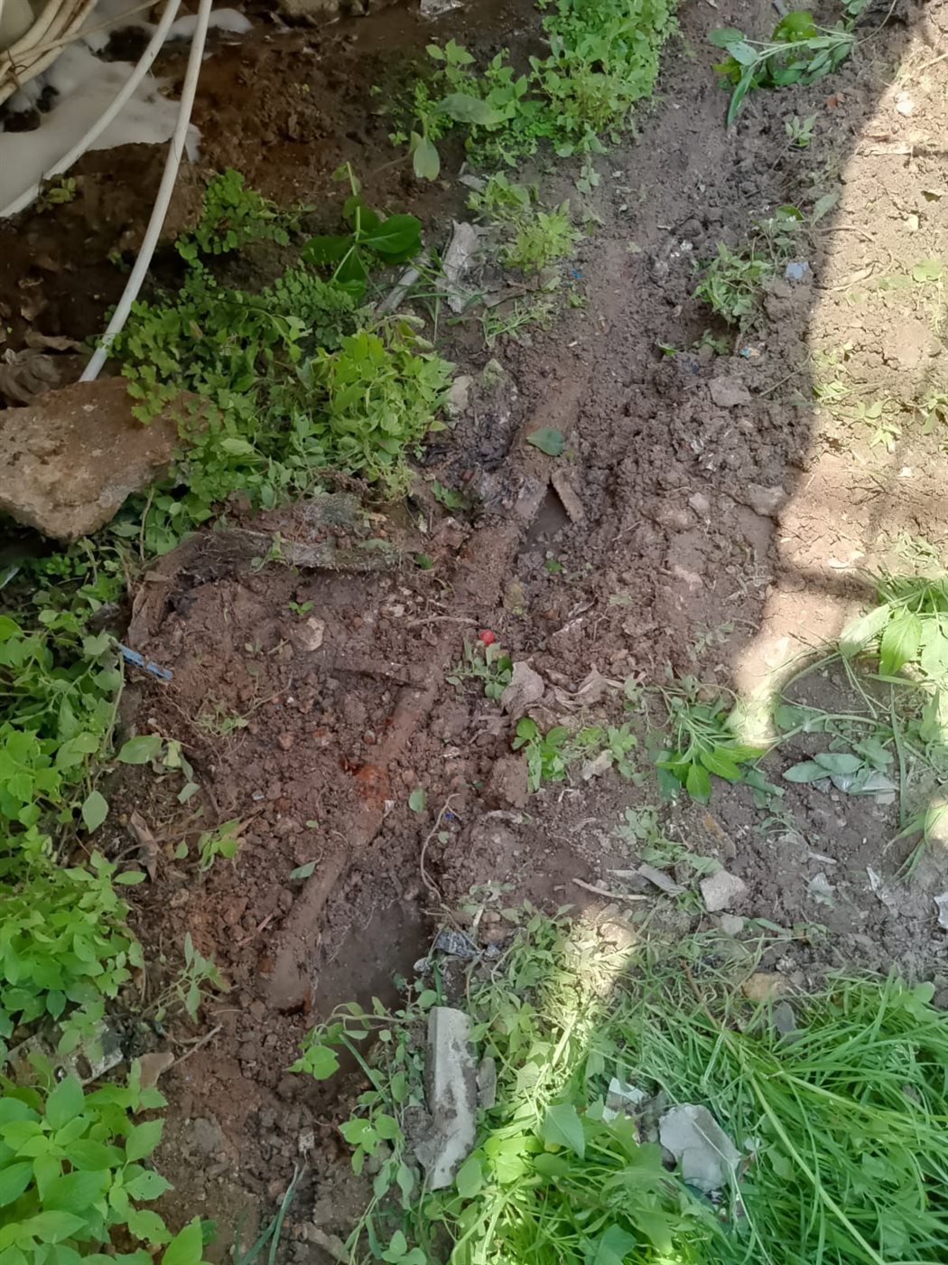 IMG-20250809-WA0202