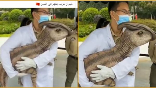 صيدا اون لاين