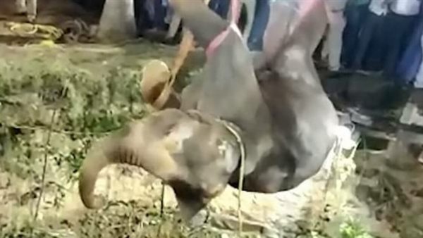 صيدا اون لاين