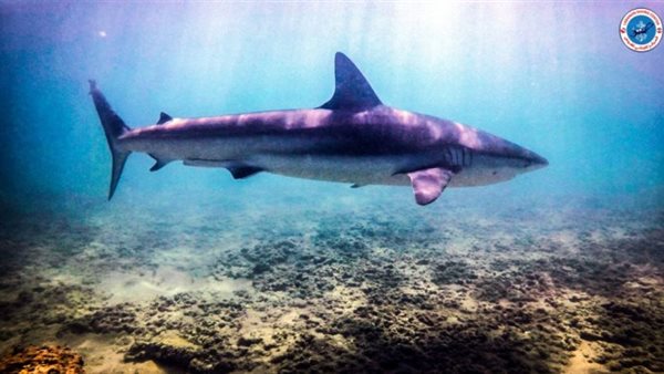 صيدا اون لاين