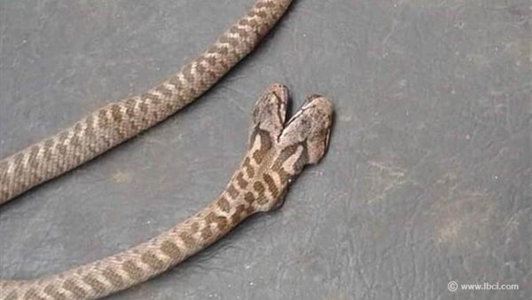 صيدا اون لاين