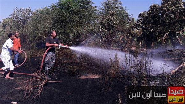 صيدا اون لاين