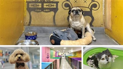 بالصور: «فندق» في لبنان للكلاب والقطط... طلاء أظافر وخدمة 5 نجوم!
