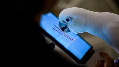 هل تتمكن الحيوانات مستقبلاً من التحدث مع بعضها بعضاً عبر الإنترنت؟