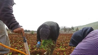 زراعة التبغ تغيب عن المناطق الحدودية والاهالي يرفعون الصوت: ساعدونا