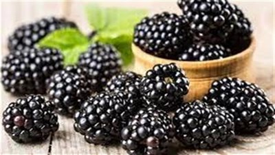فوائد التوت الأسود للرجال.. هل يعالج الضعف الجنسي؟