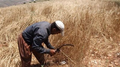 حصاد القمح جنوباً يُسابق القصف والحرائق