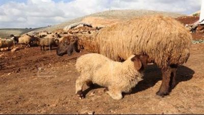 عشية العيد.. أسعار الأضاحي في لبنان تفوق الدول العربية