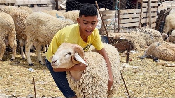 صيدا اون لاين
