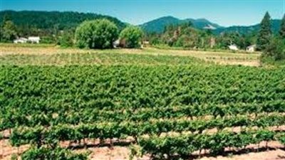 مأكولات مليئة بالديدان نتيجة ريّ المحاصيل الزراعية بـ