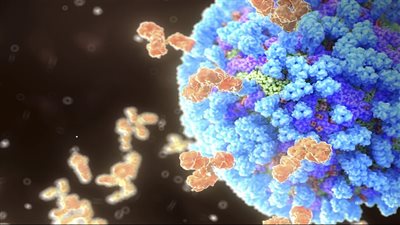 بكتيريا شائعة تتلاعب بالجهاز المناعي لتصيبنا بالعدوى