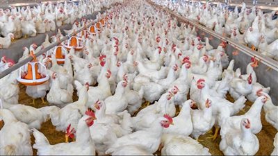 مرض شديد الخطورة... ما هو 