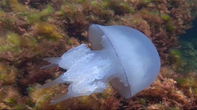 كيف نتعامل مع لسعات قناديل البحر؟