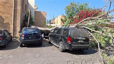 اصابة طفيفة وتضرر سيارة بسقوط شجرة معمرة في باحة مدخل المواطنين في سرايا صيدا