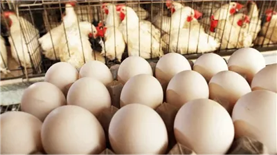 البيض اللّبناني يُهرّب إلى سوريا.. والسّوق الضحية الأولى