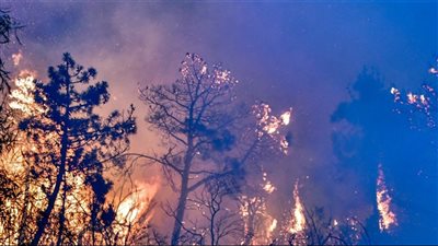 لبنان يختنق.. غاباته تحترق وشجره يسقط في حرب صامتة على الطبيعة