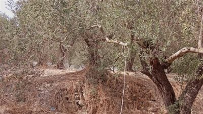 العثور على جثة شاب مشنوق في الصالحية شرق صيدا