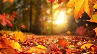  طقس أشبه بالخريفي... هذه تفاصيله