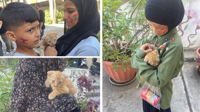 القطة النازحة 