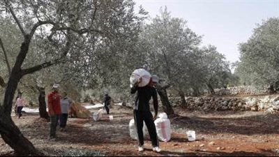 لا موسم للزيتون في الجنوب وارتفاع جنوني بأسعار الزيت