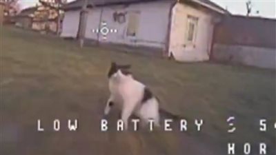 بضربة واحدة... قطة تسقط 