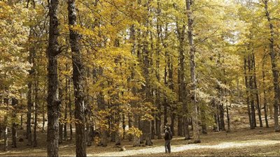 تحتوي على أقدم وأندر الأشجار في العالم.. غابات لبنان 