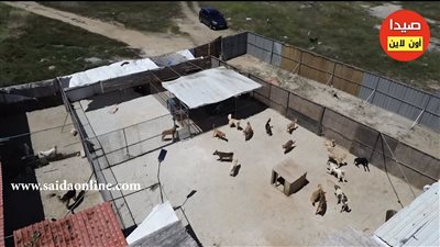 بالفيديو: مشكلة الكلاب الشاردة في مدينة صيدا.. مبادرات فردية بالتعاون مع البلدية لحلها