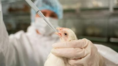 في المكسيك... أوّل وفاة بإنفلونزا الطيور