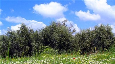  طقس ربيعيّ حار يشتد الاثنين.... اليكم التفاصيل 