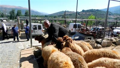 الغلاء ينهش شعائر العيد... حتى الأضحية باتت حلمًا!