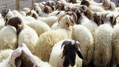 عيد يكشف عن تراجع حاد في عدد الأضاحي.. ويحذّر