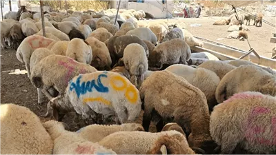 الأضحية تنافس سعر ليرة الذهب.. ولبنانيون يتشاركون اللحم!