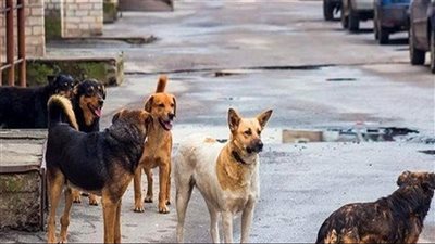 الكلاب الشاردة: خطر يجوب شوارع لبنان... فكيف نحمي أنفسنا؟