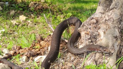 خرجت من مخابئها وهي سامة جداً.. إحذروا هذه الأفاعي المُنتشرة في لبنان (فيديو)