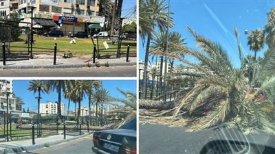 بالفيديو: سقوط شجرة نخيل في ساحة الشهداء في صيدا ونجاة سيارة بأعجوبة