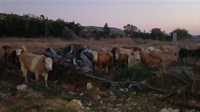 باتجاه رامية وعيتا الشعب... القوات الإسرائيلية تطلق أبقارًا!(فيديو)