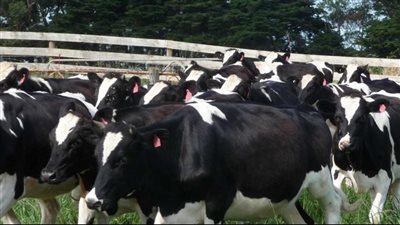 أبقار إسرائيلية في لبنان... وتحذير