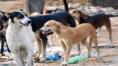 كلابٌ شاردة بين المنازل... ووزير الزراعة يتحدّث لموقع mtv عن الحلّ