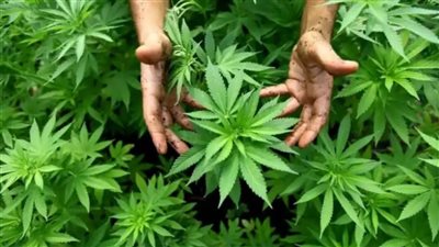 لبنان يتخطّى الفجوة الزمنية بين تشريع زراعة الحشيشة وتنظيمها