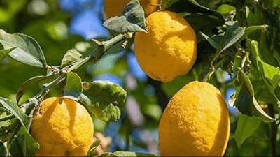 ارتفاع كبير في أسعار 