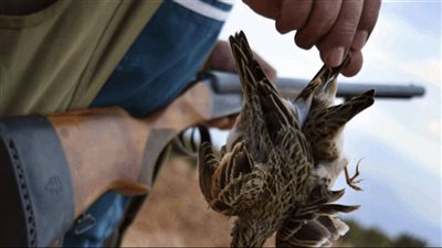 بين نفي وزارة البيئة وترحيب بلدية القاع: موسم الصيد البري معلّق على 