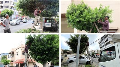 بلدية الهلالية ومؤسسة أبو مرعي الخيرية تطلقان حملة لتشحيل الأشجار