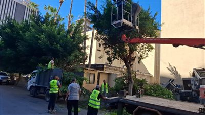 تقليم أشجار البلح وتنظيف محيط مصلحة كهرباء لبنان الجنوبي بمبادرة من عضو مجلس بلدية صيدا عامر معطي