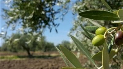شحّ كبير في الزيت والزيتون هذا العام