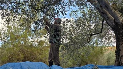 نكسة الزيتون جنوبًا... ما الجديد؟! 