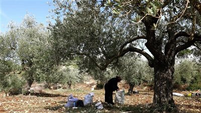 أرضٌ بلا حصاد... مزارعو الجنوب يضطرّون لشراء الزيت!