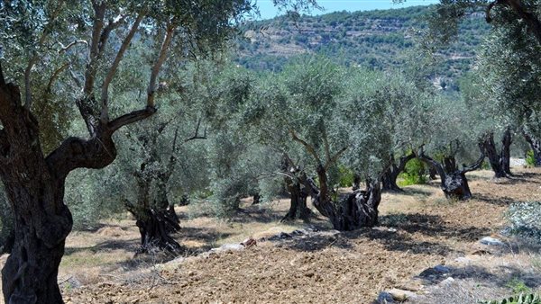 صيدا اون لاين