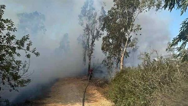 صيدا اون لاين