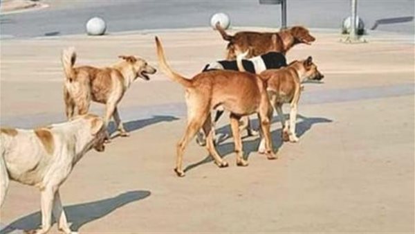 صيدا اون لاين