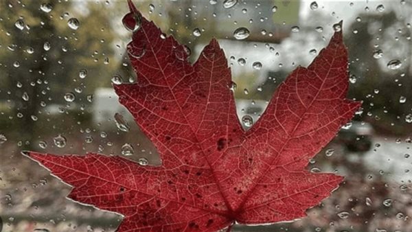 صيدا اون لاين